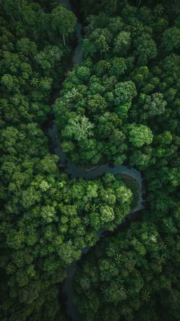 Aerial forest theme